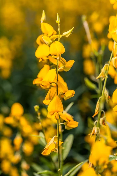sarı çiçek Crotalaria 