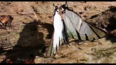  Kelebekler ve arıların nektar emme 