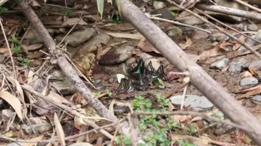  nektar emme kelebekler 