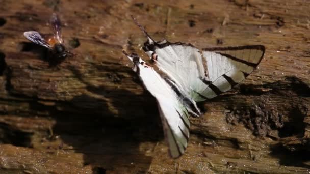 蝴蝶和蜜蜂吮吸花蜜 — 图库视频影像