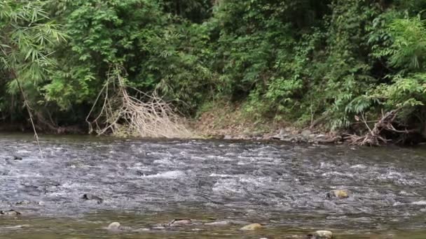 Water uit de berg stroom naar de dam — Stockvideo