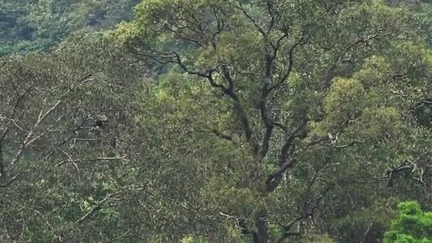 Många hornbill på banyan tree — Stockvideo