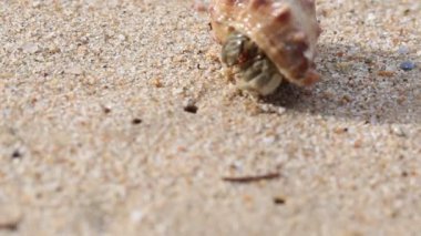 Sahilde keşiş yengeci