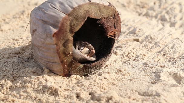 Ermite crabe vivent dans la noix de coco sèche — Video