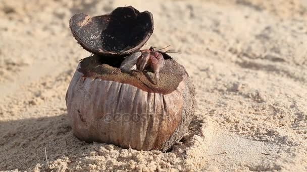 Вітряний краб живе в сухому кокосовому горіху — стокове відео