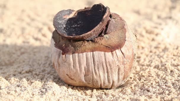 Cangrejo ermitaño vivo en coco seco — Vídeo de stock