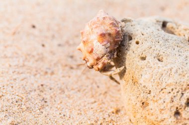 Sahilde keşiş yengeci