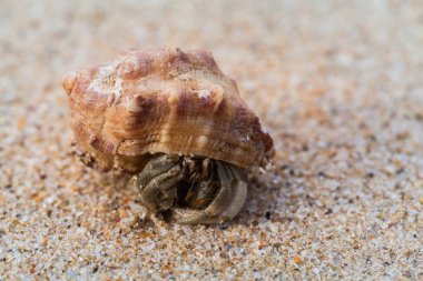 Sahilde keşiş yengeci