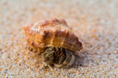 Sahilde keşiş yengeci