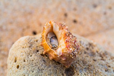 Sahilde keşiş yengeci