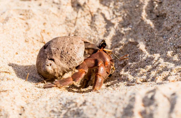 Cangrejo ermitaño en la playa —  Fotos de Stock