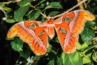 Attacus atlas Moth dev kelebek 