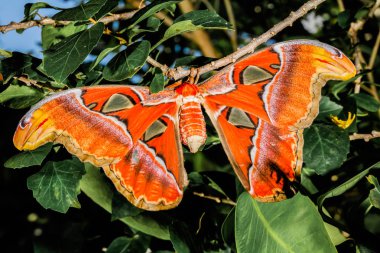 Attacus atlas Moth dev kelebek 