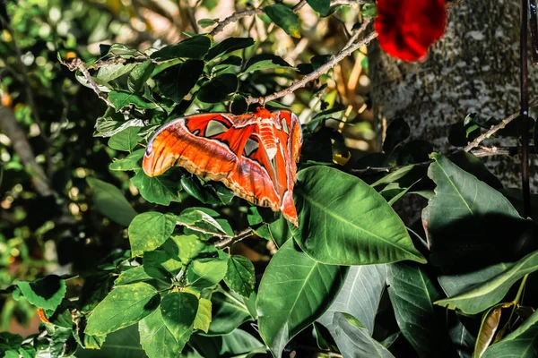 Attacus atlas Polilla la mariposa gigante — Foto de Stock