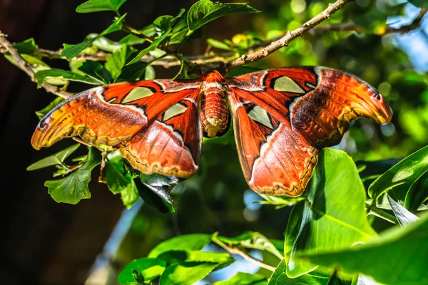 Attacus atlas Polilla la mariposa gigante —  Fotos de Stock