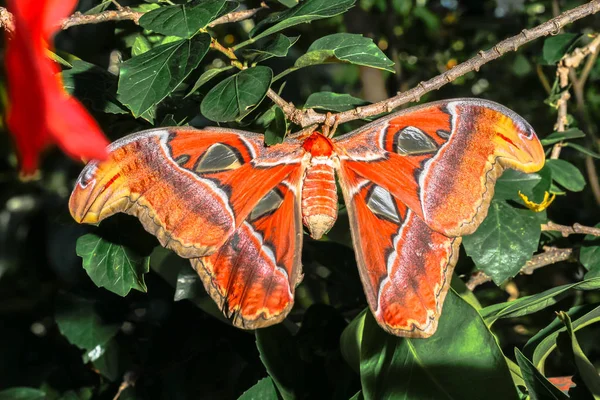Атакус атлас Матуся гігантський метелик — стокове фото