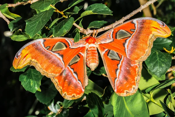 Attacus アトラス蛾巨大な蝶 — ストック写真