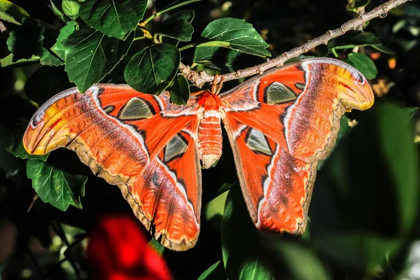 Attacus atlas Polilla la mariposa gigante —  Fotos de Stock