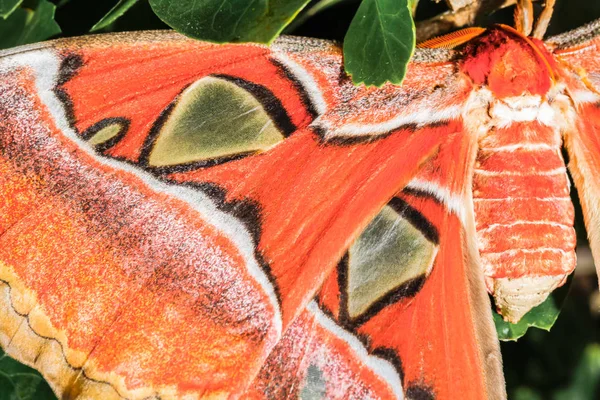 Attacus atlas Polilla la mariposa gigante —  Fotos de Stock