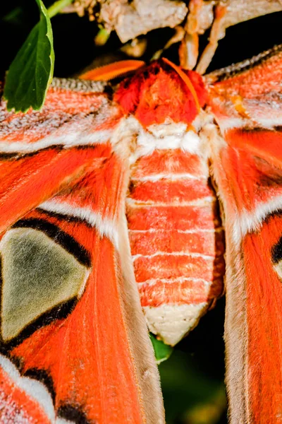 Attacus atlas σκώρος γίγαντας πεταλούδα — Φωτογραφία Αρχείου