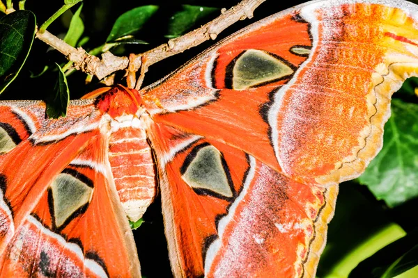 蚕蛾蛾巨型蝴蝶 — 图库照片