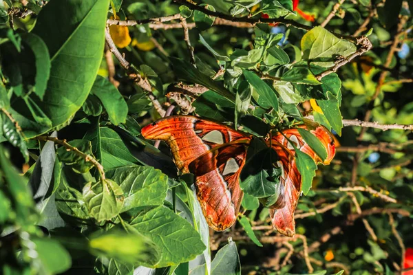 Attacus atlas moly az óriás pillangó — Stock Fotó