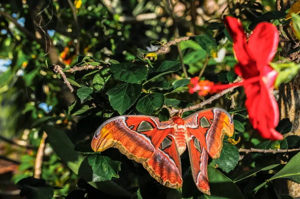 Attacus atlas Polilla la mariposa gigante — Foto de Stock