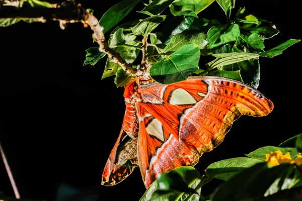 Attacus アトラス蛾巨大な蝶 — ストック写真
