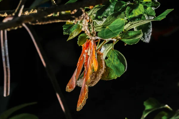 Attacus 지도 책 나 방 거 대 한 나비 — 스톡 사진