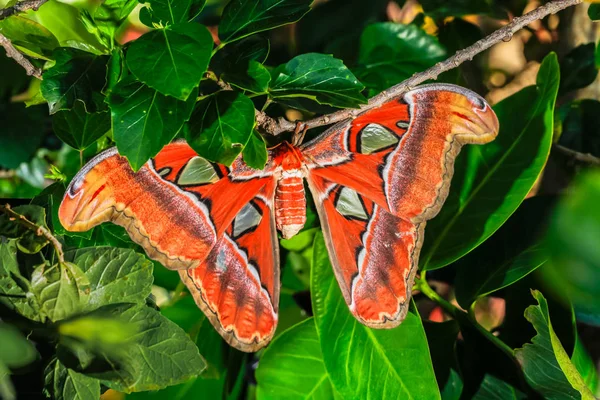 Attacus 지도 책 나 방 거 대 한 나비 — 스톡 사진