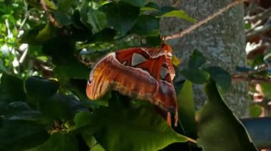 Attacus atlas Moth dev kelebek 