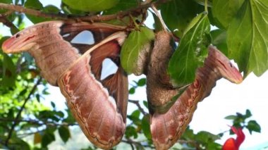 Attacus atlas Moth dev kelebek 