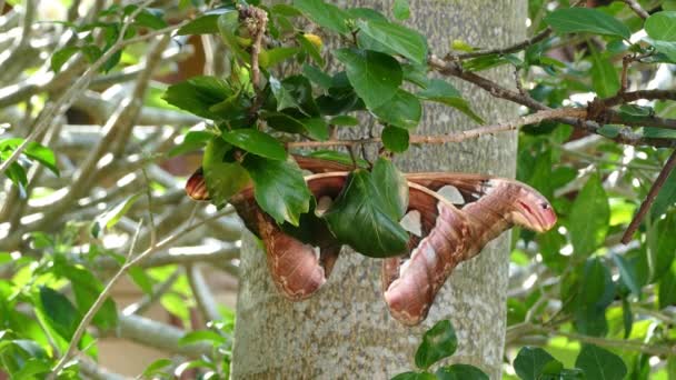 Attacus atlas Moth the giant butterfly — Stock Video