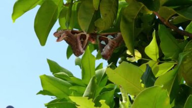 Attacus atlas Moth dev kelebek 
