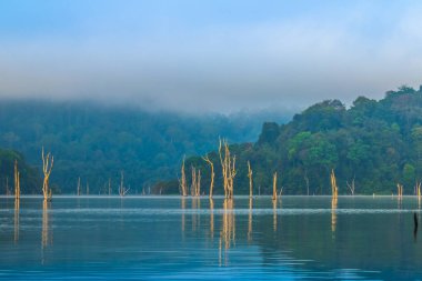 Yeşil ormanda Kho Sok Milli Parkı içinde Rajjaprabha Barajı .