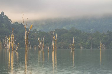 Yeşil ormanda Kho Sok Milli Parkı içinde Rajjaprabha Barajı .