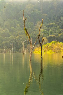 Yeşil ormanda Kho Sok Milli Parkı içinde Rajjaprabha Barajı .