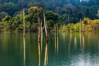 Yeşil ormanda Kho Sok Milli Parkı içinde Rajjaprabha Barajı .