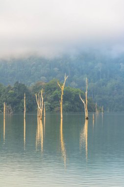 Yeşil ormanda Kho Sok Milli Parkı içinde Rajjaprabha Barajı .
