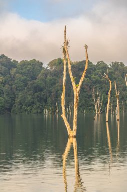 Yeşil ormanda Kho Sok Milli Parkı içinde Rajjaprabha Barajı .