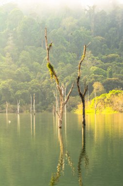 Yeşil ormanda Kho Sok Milli Parkı içinde Rajjaprabha Barajı .
