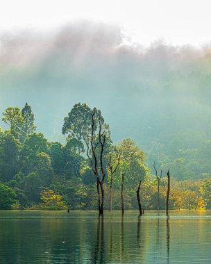 Yeşil ormanda Kho Sok Milli Parkı içinde Rajjaprabha Barajı .