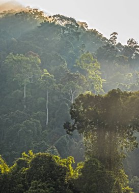 Yeşil ormanda Kho Sok Milli Parkı içinde Rajjaprabha Barajı .