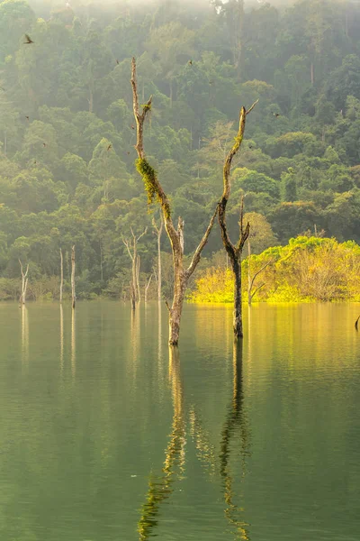 Groene Woud binnenkant Rajjaprabha Dam in Kho Sok nationaal park . — Stockfoto