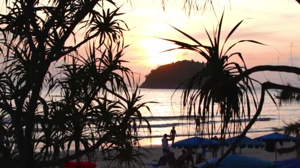 Árvores na praia — Vídeo de Stock