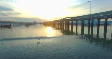 Chalong pier.egret, hava fotoğrafçılığı denizde yiyecek bulma 