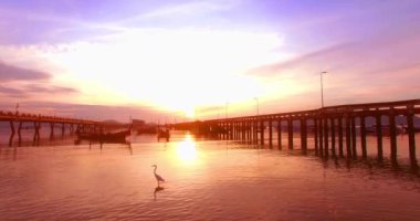 Chalong pier.egret, hava fotoğrafçılığı denizde yiyecek bulma 