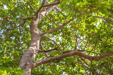 Büyük ağaçlar yolun yanında