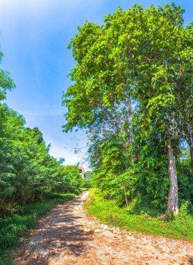 Büyük ağaçlar yolun yanında