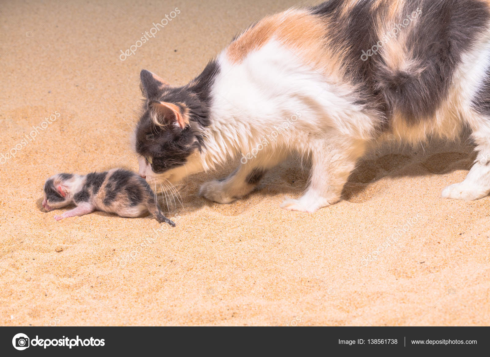 Chat Bebe Dans Le Sable Image Libre De Droit Par Thaisign C Chat Bebe Dans Le Sable Image Libre De Droit Par Thaisign C